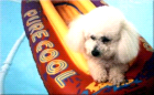 winstonpurecool.png